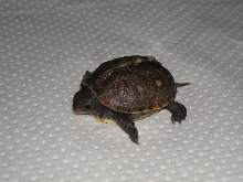 Eastern Box Turtle Hatchling