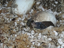 Eastern Box Turtle Pip
