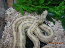 W/C P. obsoleta x quadrivitatta