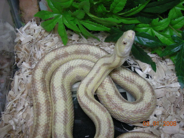 W/C P. obsoleta x quadrivitatta