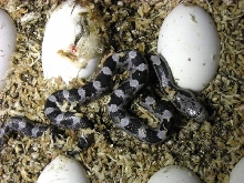 Greenish Ratsnake Morph het Hatchling