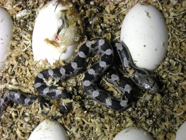 Greenish Ratsnake Morph het Hatchling