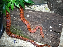 W/C Horry Co., South Carolina Corn Snake