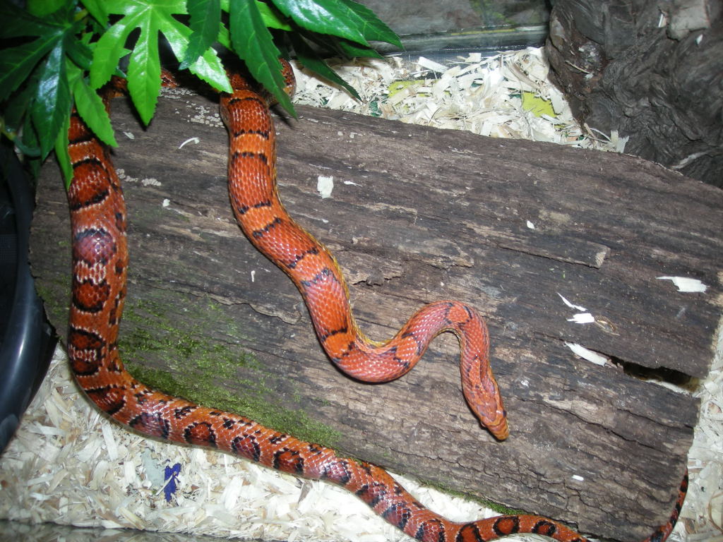 W/C Horry Co., South Carolina Corn Snake