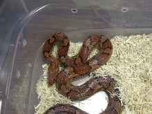 Horry Co., South Carolina Male Corn Snake