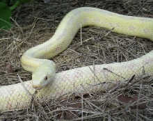 W/C Hypo Greenish Rat Snake