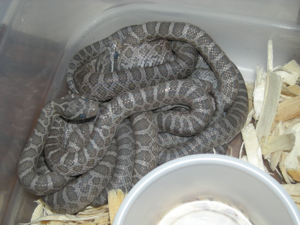 Intermontane Emory's Hatchlings