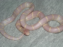 Albino Kingsnake