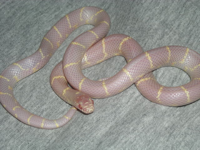 Albino Kingsnake
