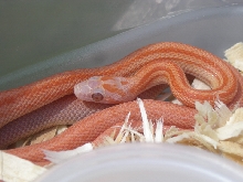 Albino Lava Terrazzo