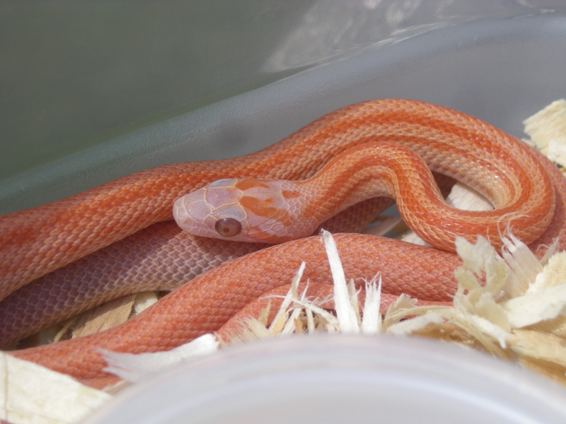 Albino Lava Terrazzo