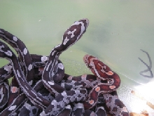 Lava X Ghost Clutch