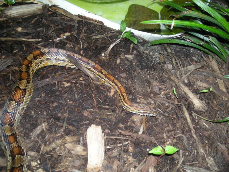 Appalachain Locality Corn male
