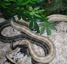 W/C Greenish Morph w/ Normal Female