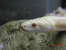 Closeup of eye