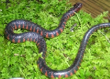 Mud Snake Hatchling