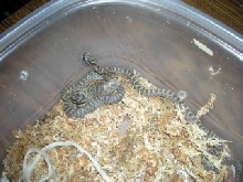 Intermontana Emory's