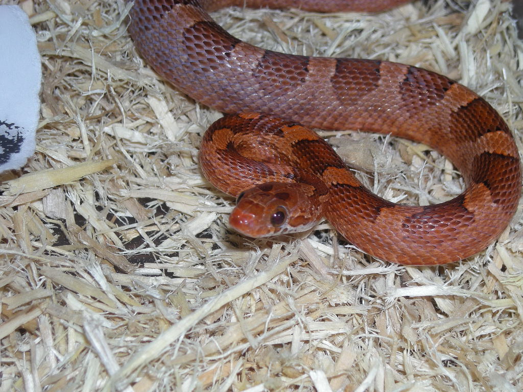 Rosy Bloodred Male