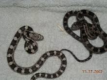 Sibling Greenish rats