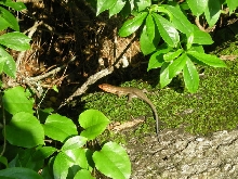 Sunning Skink