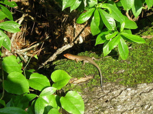 Sunning Skink