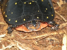 Spotted Turtle