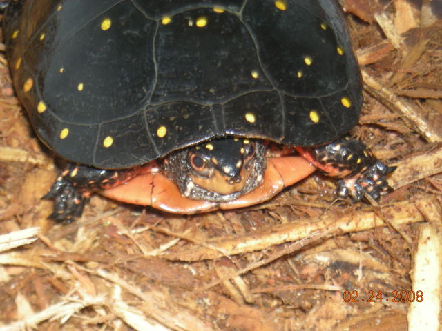 Spotted Turtle