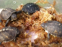 Box Turtle Hatchlings