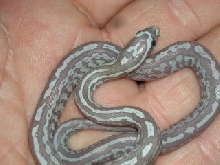Ultramel Anery Tessera