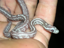 Ultramel Anery Tessera