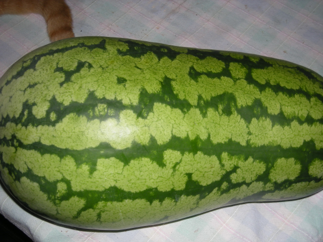 Watermelon