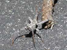 What is this creature? Help?