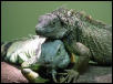 iguana's in love