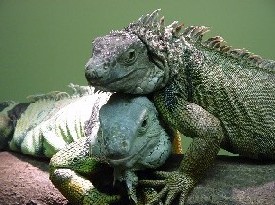 iguana's in love