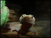 albino gekko