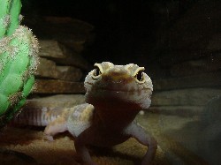 albino gekko