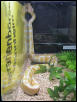Albino Royal