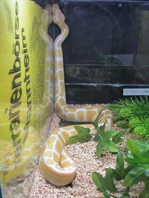 Albino Royal