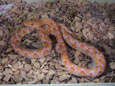 Albino Retic