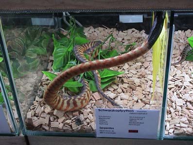 Black head belly