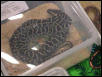 Burm retic hybrid