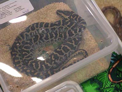 Burm retic hybrid