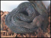Leopard boa