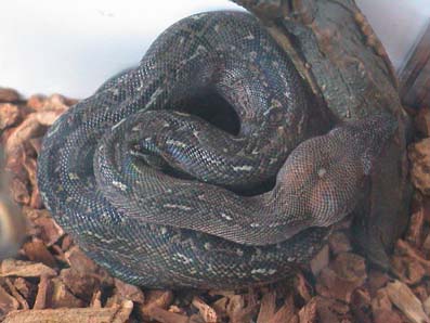 Leopard boa