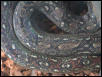 Leopard boa close up