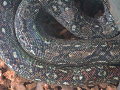 Leopard boa close up