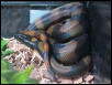 Ringed python