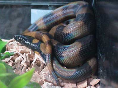 Ringed python