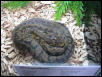 Timor Python