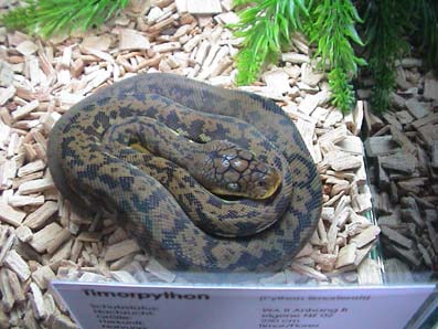 Timor Python
